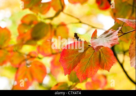 Fothergilla major, Hexe Erle, im Frühherbst Stockfoto