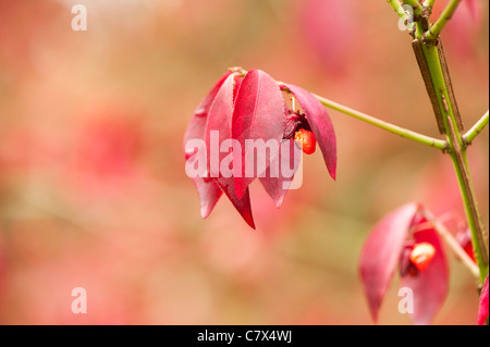 Euonymus Alatus, Winged Spindel Baum, im Frühherbst Stockfoto