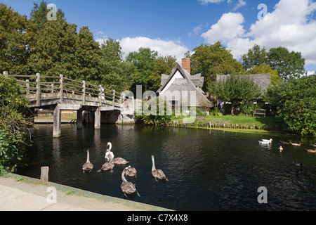 Schwäne und Cygnets am Fluss Stour durch Brücke in Flatford, Essex, UK Stockfoto