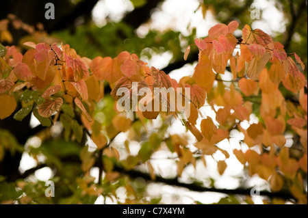 Cercidiphyllum Japonicum, Katsura-Baum, im Frühherbst Stockfoto