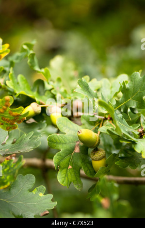 Eicheln wachsen auf einer Quercus Robur, Stieleiche Stockfoto