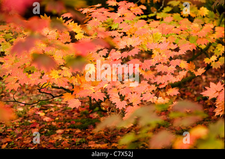 Acer Japonicum 'Vitifolium', Rebe-leaved Vollmond Ahorn im Frühherbst Stockfoto