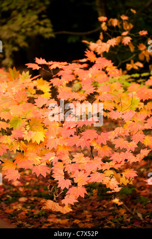 Acer Japonicum 'Vitifolium', Rebe-leaved Vollmond Ahorn im Frühherbst Stockfoto