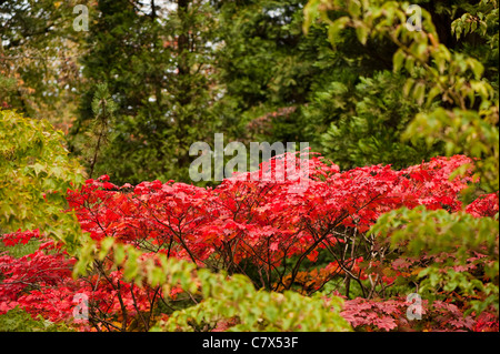 Acer Japonicum, Full Moon Ahorn im Herbst Stockfoto