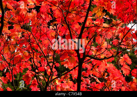 Acer Japonicum, Full Moon Ahorn im Herbst Stockfoto