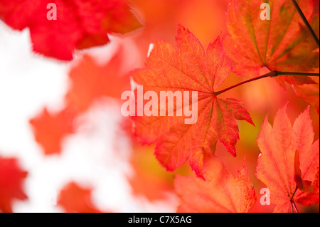 Acer Japonicum 'Vitifolium', Rebe-leaved Vollmond Ahorn im Frühherbst Stockfoto