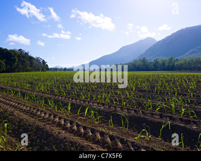 Zuckerrohr Bereich Nord-Queensland-Australien Stockfoto