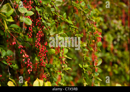 Berberis Beeren, Berberitze, im Herbst Stockfoto