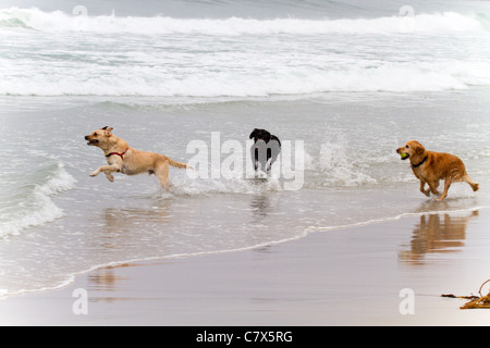 Drei Hunde laufen am Strand von Carmel von Meer, Kalifornien, USA Stockfoto