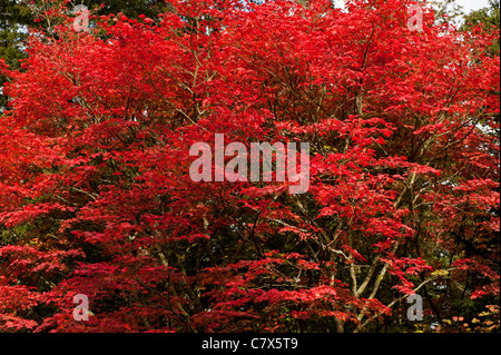 Acer Japonicum 'Vitifolium', Rebe-leaved Vollmond Ahorn im Frühherbst Stockfoto