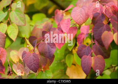 Cercidiphyllum Japonicum, Katsura-Baum, im Frühherbst Stockfoto