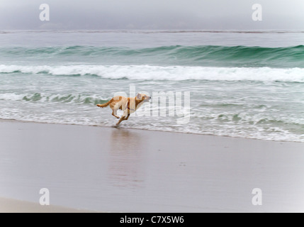 Einzelnen Hund laufen am Strand von Carmel von Meer, Kalifornien, USA Stockfoto