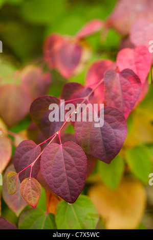 Cercidiphyllum Japonicum, Katsura-Baum, im Frühherbst Stockfoto