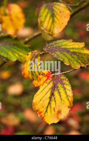 Hamamelis japonica var. flavo-purpurascens, Japanese Witch Hazel, in early autumn Stockfoto