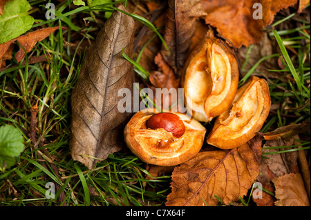 Aesculus X carnea, rote Rosskastanie Stockfoto