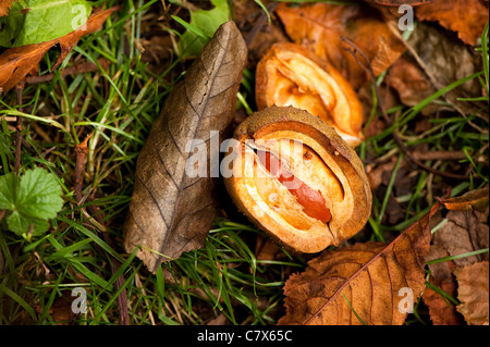 Aesculus X carnea, rote Rosskastanie Stockfoto