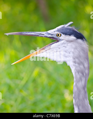 Great Blue Heron sprechen - Ardea Herodias Stockfoto