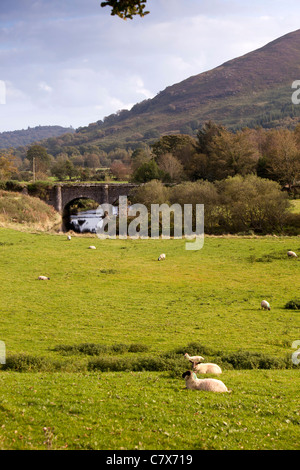 Irland, Co. Wicklow, Glenmalure, Drumgoff, Schafbeweidung von Avonbeg River bridge Stockfoto