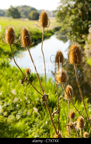 Distel, wie Samen Karde Dipsacus Kopf Stockfoto