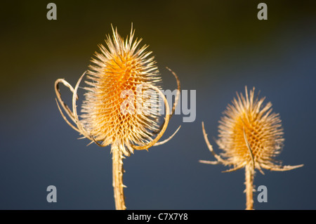 Distel, wie Samen Karde Dipsacus Kopf Stockfoto