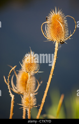 Distel, wie Samen Karde Dipsacus Kopf Stockfoto