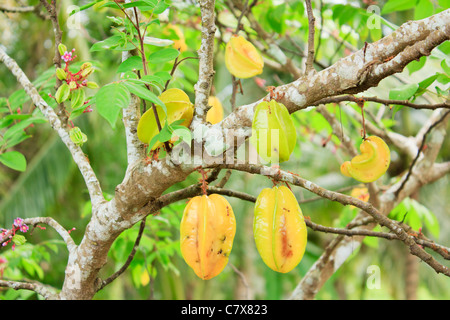 Sternfrüchte und Blossom (Carambola oder Gattung Karambolen L.) am Baum im Garten in Thailand Stockfoto