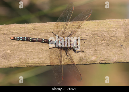 Gemeinsamen Hawker Libelle (Aeshna Juncea) Stockfoto