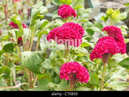 Wolle-Blume oder Hahnenkamm oder Celosia Argentea L. Var Cristata (L.) Kuntze, die aussieht wie Huhn den Hahnenkamm Stockfoto