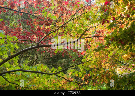 Buntes Herbstlaub - Äste und Zweige des japanischen Ahorne mit einer Mischung der Farben rot, orange und grün. UK Stockfoto