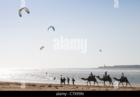 Kite-Surfen und Kamele am Strand von Essaouira, Marokko Stockfoto