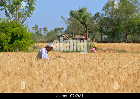 Landwirt im Weizenfeld Karauli Rajasthan Indien Stockfoto