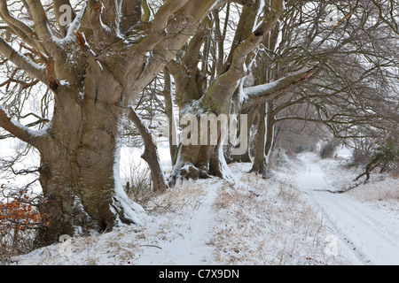 Ein Blick in eine verschneite Piste im Winter mit alten Buchenwäldern, Faulston fuhren, Bishopstone, Wiltshire Stockfoto