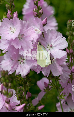 Großer Kohlweißling Schmetterling auf Sidalcea 'Elsie Heugh' Stockfoto