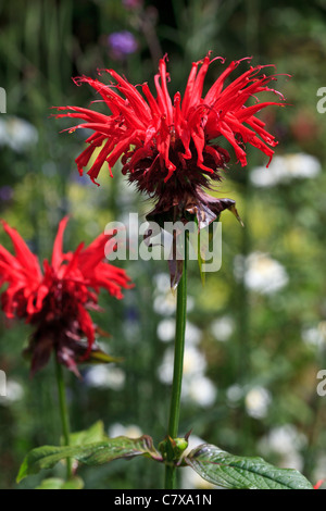 Monarda 'Jacob Cline' - Bergamotte Stockfoto