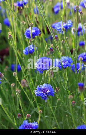 Centaurea Cyanus - Kornblume Stockfoto