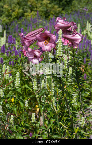 Orientalische Lilie, Lillium 'Pink Perfektion' & Wildform Rugosa 'Lakritze Blue' und 'Alabaster' Wildform Stockfoto