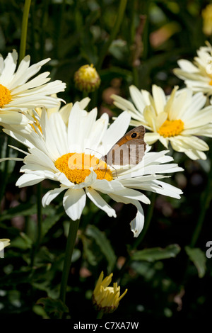 Leucanthemum x superbum 'Broadway Lights' leuchtend gelb bis Buttercreme Blumen & Wiese braun Schmetterling in Yorkshire, Großbritannien Stockfoto