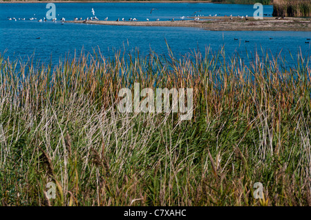 Wilde Vögel Federwild auf Burg Wasser Roggen Hafen Natur Reserve East Sussex England (Point-Of-Focus der Vögel) Stockfoto