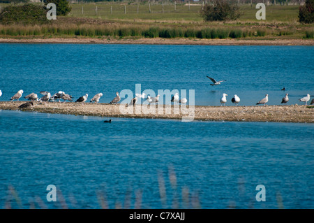 Wilde Vögel Federwild auf Burg Wasser Roggen Hafen Natur Reserve East Sussex England (Point-Of-Focus der Vögel) Stockfoto