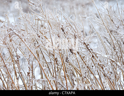 Winter Hintergrund mit Bush Zweige nach Eissturm Stockfoto