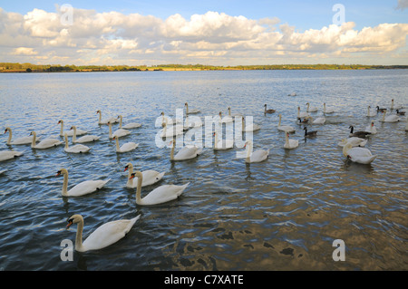 Schwäne (Cygnus Olor) am Fluss Stour, Mistley, Essex stumm Stockfoto