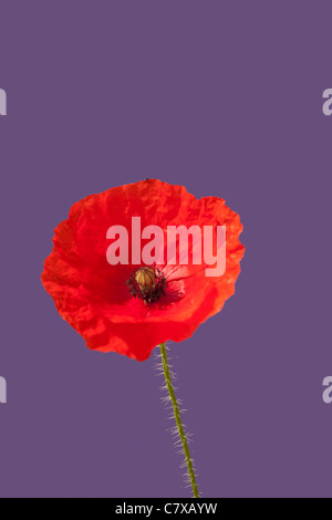 Eine einzelne Mohnblume mit einem lila Boden zurück in West Sussex Stockfoto