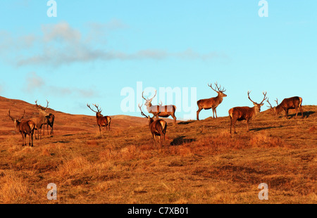 Rotwild, das wild auf dem Hügel in der Nähe von Glas Bheinn, Kilchoan, Ardnamurchan, Highland Region, Schottland, Großbritannien Stockfoto