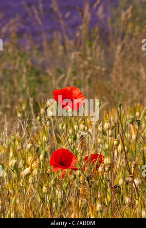 Mohnblumen in einem Feld neben einem Lavendelfeld in West Sussex Stockfoto