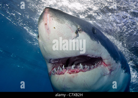 Weißer Hai in blauem Wasser, Unterwasser, großer Mund, Zähne, Kiefer, Insel Guadalupe, Oberfläche, seichtes Wasser, Käfigtauchen, Stockfoto