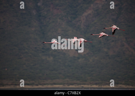 Rosaflamingos fliegen in Formation über Lake Bogoria, Kenia, Afrika Stockfoto