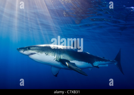 Weißer Hai in blauem Wasser, unter Wasser, Sonnenstrahlen, Blauwasser, Flachwasser, Ozean, Raubtier, Sporttauchen, beängstigend, der weiße Hai Stockfoto