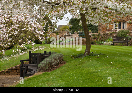 Magnolien und Frühjahr blühen in voller Blüte neben eine halbrunde Gartenbank bei Coton Manor, Coton, Northamptonshire, Engalnd Stockfoto