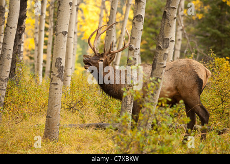 Junger Stier Elch hallten in aspen Wald während der jährlichen Herbst Brunft-Jasper National Park, Alberta, Kanada. Stockfoto