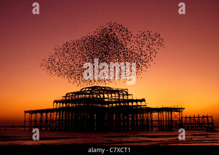 Pier West Sussex der Brighton Pier bei Sonnenuntergang mit den Staren übernommen Stockfoto